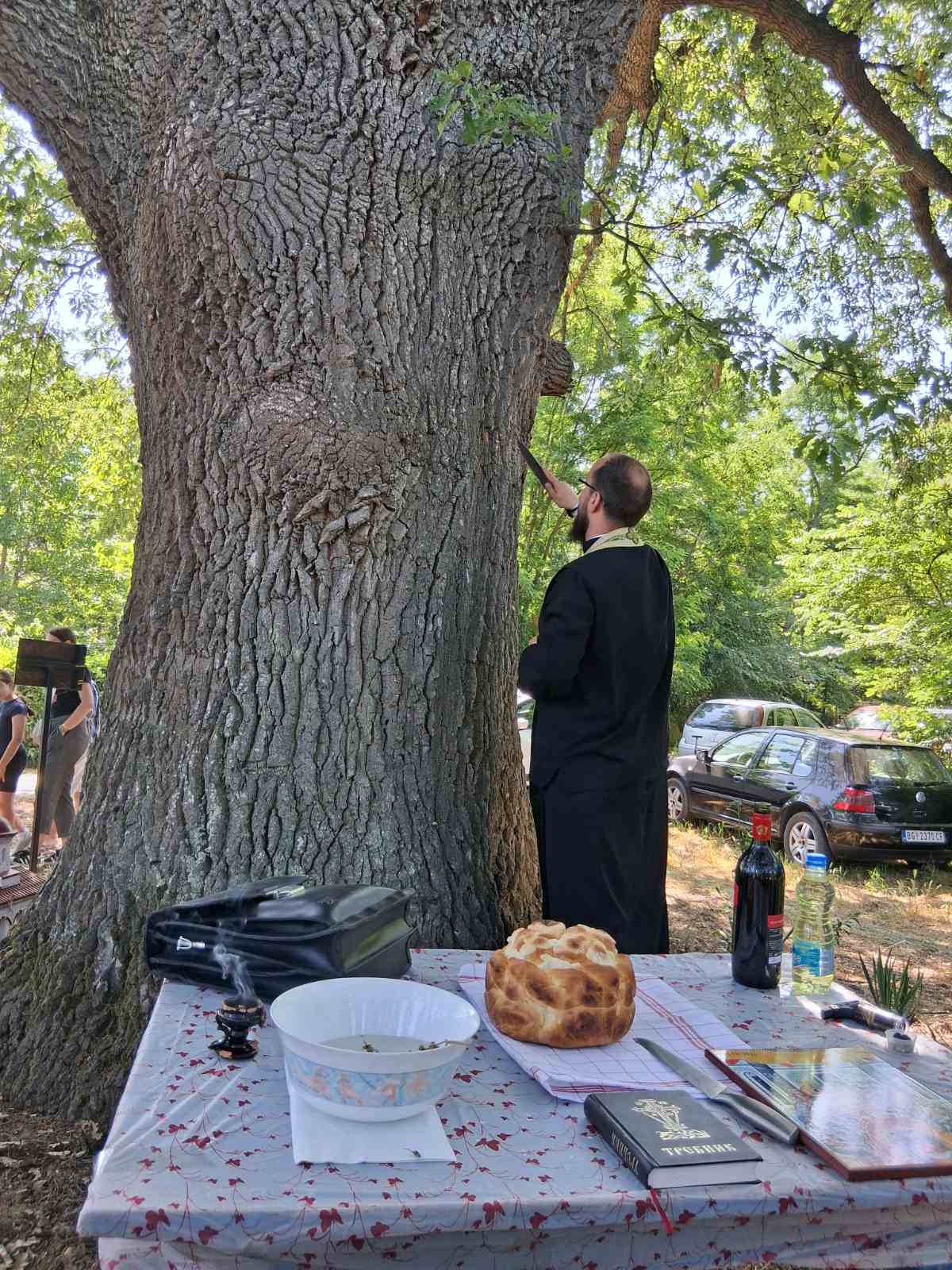 Stari hrast Zdravinje